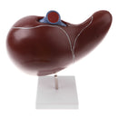 Magnified 1.5x Highly Detailed Human Liver Normal Model Educative Science Toy Learning Tool