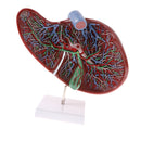 Magnified 1.5x Highly Detailed Human Liver Normal Model Educative Science Toy Learning Tool