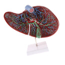Magnified 1.5x Highly Detailed Human Liver Normal Model Educative Science Toy Learning Tool