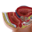 1:2 Sagittal Section Of Human Male Pelvis Testicle Prostate Structure Model School Teaching Display Kits