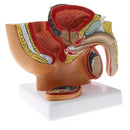 1:2 Sagittal Section Of Human Male Pelvis Testicle Prostate Structure Model School Teaching Display Kits