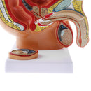 1:2 Sagittal Section Of Human Male Pelvis Testicle Prostate Structure Model School Teaching Display Kits