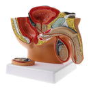 1:2 Sagittal Section Of Human Male Pelvis Testicle Prostate Structure Model School Teaching Display Kits