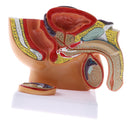 1:2 Sagittal Section Of Human Male Pelvis Testicle Prostate Structure Model School Teaching Display Kits