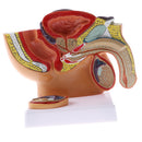 1:2 Sagittal Section Of Human Male Pelvis Testicle Prostate Structure Model School Teaching Display Kits