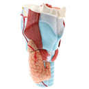 Magnification 2x Human 5 Parts Pharynx And Larynx Skeleton Model School Teaching Display Tool Lab Supplies
