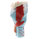 Magnification 2x Human 5 Parts Pharynx And Larynx Skeleton Model School Teaching Display Tool Lab Supplies