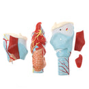 Magnification 2x Human 5 Parts Pharynx And Larynx Skeleton Model School Teaching Display Tool Lab Supplies