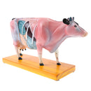 Professional 68 Acupuncture Points Cattle Anatomical Model School Teaching Tool Lab Supplies