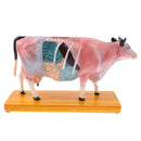 Professional 68 Acupuncture Points Cattle Anatomical Model School Teaching Tool Lab Supplies