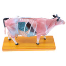 Professional 68 Acupuncture Points Cattle Anatomical Model School Teaching Tool Lab Supplies