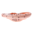 Professional 13cm Human Acupuncture Ear Model Reflexology Acupoint Learning Display Laboratory Supplies
