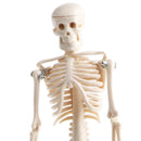 42cm Educational Children Body Skeleton Model With Base Science Anatomy Toy