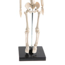 42cm Educational Children Body Skeleton Model With Base Science Anatomy Toy