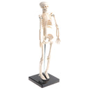 42cm Educational Children Body Skeleton Model With Base Science Anatomy Toy