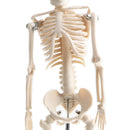 42cm Educational Children Body Skeleton Model With Base Science Anatomy Toy