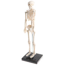42cm Educational Children Body Skeleton Model With Base Science Anatomy Toy