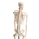 42cm Educational Children Body Skeleton Model With Base Science Anatomy Toy