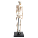 42cm Educational Children Body Skeleton Model With Base Science Anatomy Toy