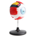 Highly Detailed Human Eyeball Anatomy Model Anatomical Learning Display Kit