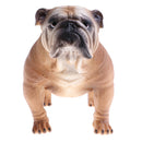 Simulation Animal Model Action Figures Kids Educational Toy Gift - Brown Bulldog