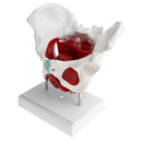 1:1 Lifesize Female Pelvis Coccyx Sacrum with Removable Organs Model Display School Teaching Tool