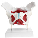 1:1 Lifesize Female Pelvis Coccyx Sacrum with Removable Organs Model Display School Teaching Tool