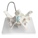 1:1 Human Female Pelvis with Embryo Head Skeleton Model for School Teaching Display Anatomy Toy