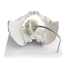1:1 Human Female Pelvis with Embryo Head Skeleton Model for School Teaching Display Anatomy Toy