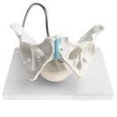 1:1 Human Female Pelvis with Embryo Head Skeleton Model for School Teaching Display Anatomy Toy