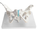 1:1 Human Female Pelvis with Embryo Head Skeleton Model for School Teaching Display Anatomy Toy