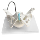 1:1 Human Female Pelvis with Embryo Head Skeleton Model for School Teaching Display Anatomy Toy