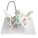 1:1 Human Female Pelvis with Embryo Head Skeleton Model for School Teaching Display Anatomy Toy