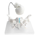 1:1 Human Female Pelvis with Embryo Head Skeleton Model for School Teaching Display Anatomy Toy