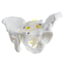 1:1 Human Male Pelvis Skeleton Sacrum Pubis Model for School Laboratory Teaching Tool