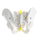 1:1 Human Male Pelvis Skeleton Sacrum Pubis Model for School Laboratory Teaching Tool