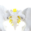 1:1 Human Male Pelvis Skeleton Sacrum Pubis Model for School Laboratory Teaching Tool