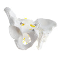 1:1 Human Male Pelvis Skeleton Sacrum Pubis Model for School Laboratory Teaching Tool