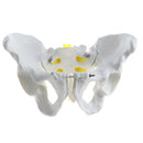 1:1 Human Male Pelvis Skeleton Sacrum Pubis Model for School Laboratory Teaching Tool