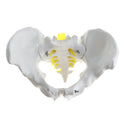 1:1 Human Male Pelvis Skeleton Sacrum Pubis Model for School Laboratory Teaching Tool