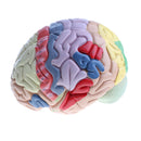 Magnification 2X Removable 4 Parts Human Brain Brainstem Lab Model with Colored Brain Functional Areas Median Section