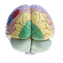 Magnification 2X Removable 4 Parts Human Brain Brainstem Lab Model with Colored Brain Functional Areas Median Section