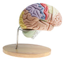Magnification 2X Removable 4 Parts Human Brain Brainstem Lab Model with Colored Brain Functional Areas Median Section