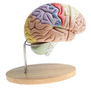 Magnification 2X Removable 4 Parts Human Brain Brainstem Lab Model with Colored Brain Functional Areas Median Section