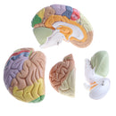 Magnification 2X Removable 4 Parts Human Brain Brainstem Lab Model with Colored Brain Functional Areas Median Section