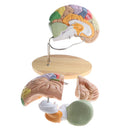 Magnification 2X Removable 4 Parts Human Brain Brainstem Lab Model with Colored Brain Functional Areas Median Section