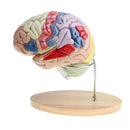 Magnification 2X Removable 4 Parts Human Brain Brainstem Lab Model with Colored Brain Functional Areas Median Section
