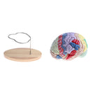 Magnification 2X Removable 4 Parts Human Brain Brainstem Lab Model with Colored Brain Functional Areas Median Section
