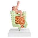 Minification 1X Human Large Intestine Stomach Pathological Model School Teaching Display Lab Supplies