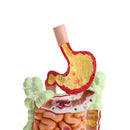 Minification 1X Human Large Intestine Stomach Pathological Model School Teaching Display Lab Supplies